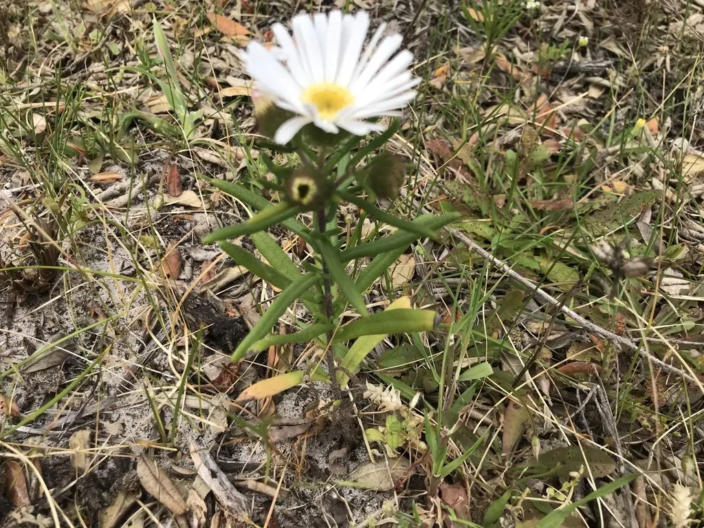 Asteridea Pulverulenta