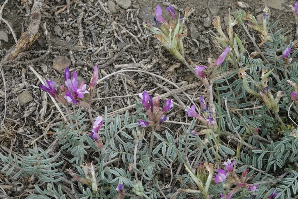 Astragalus Stenoceras