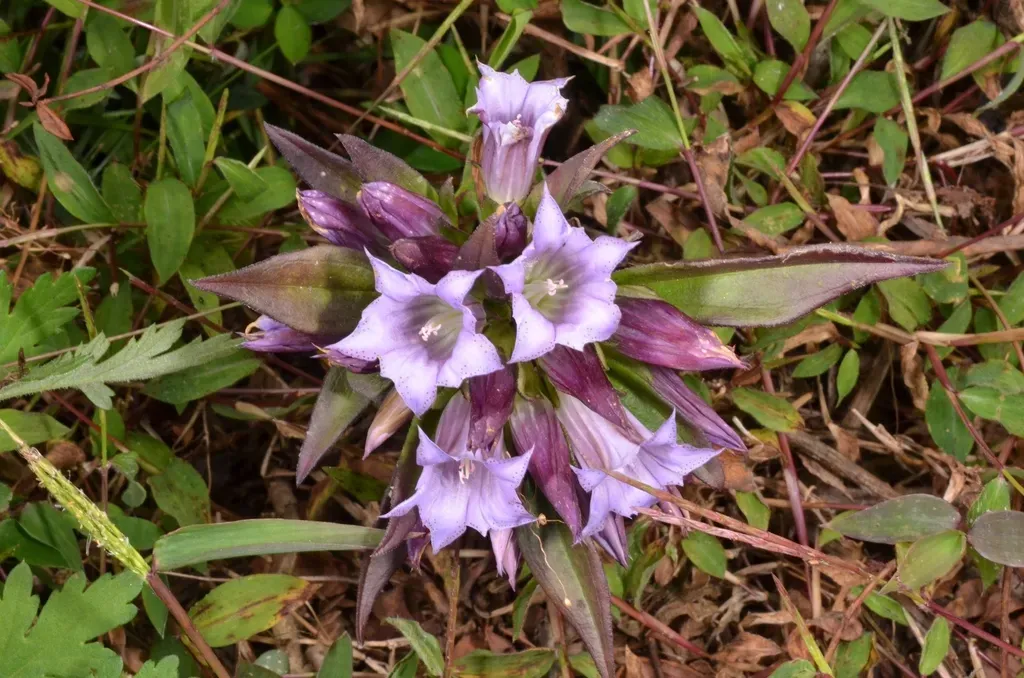 Gentiana Cephalantha