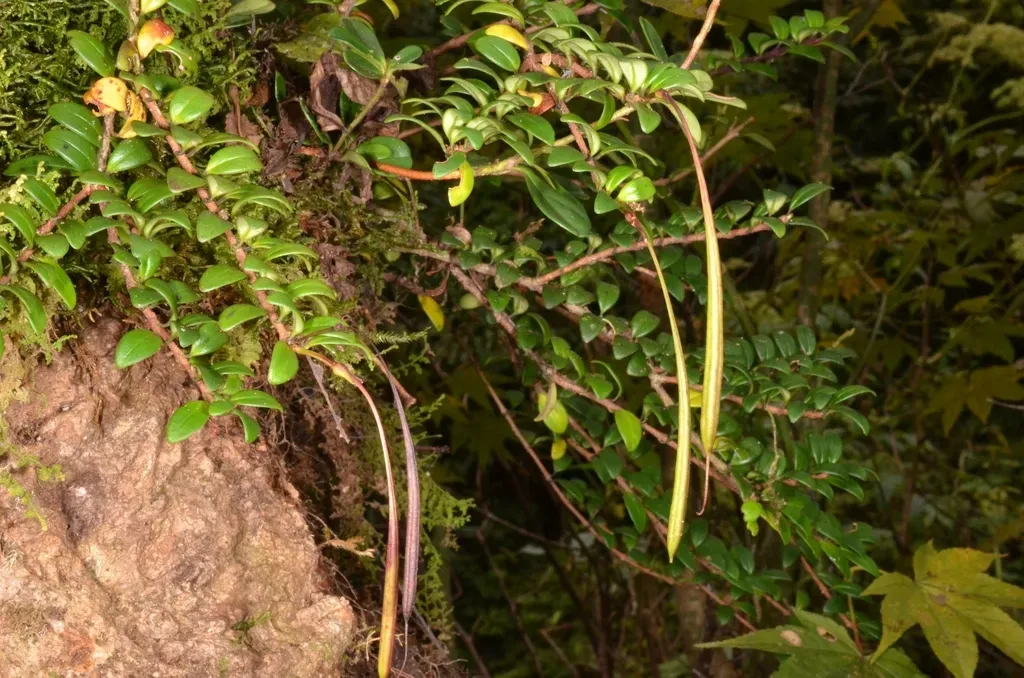 Aeschynanthus Buxifolius