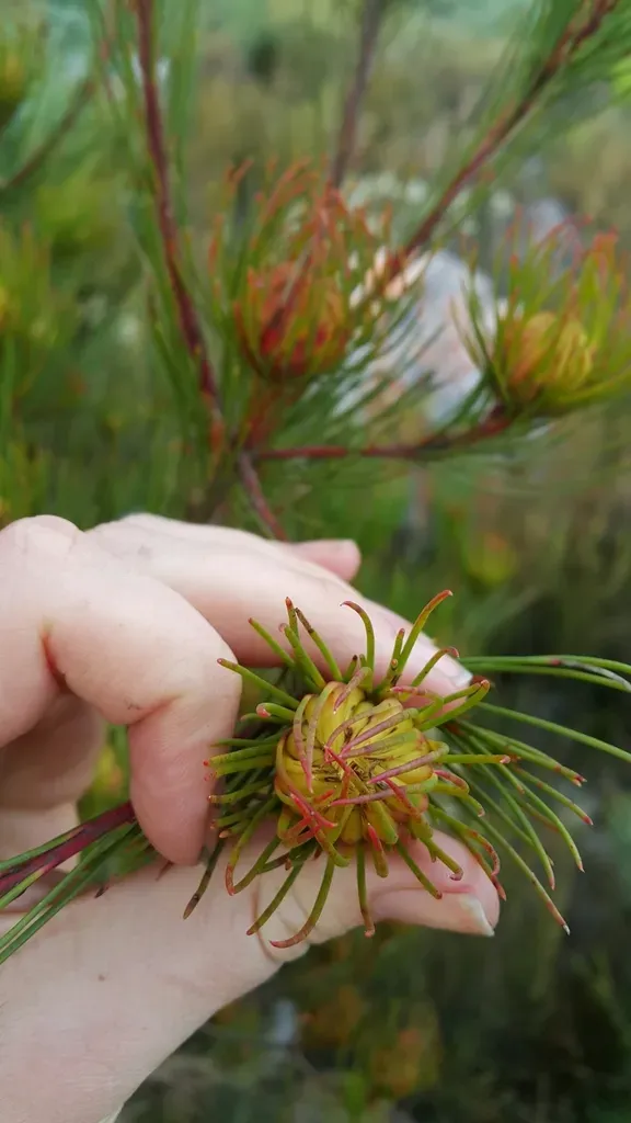 Needleleaf Featherbush
