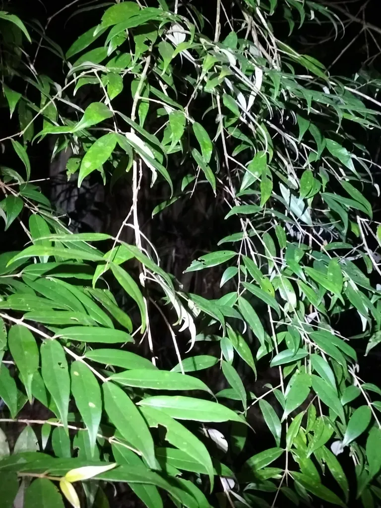 Aceratium Megalospermum