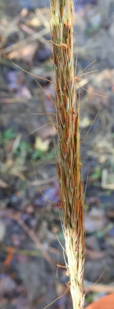 Short-beard Plumegrass