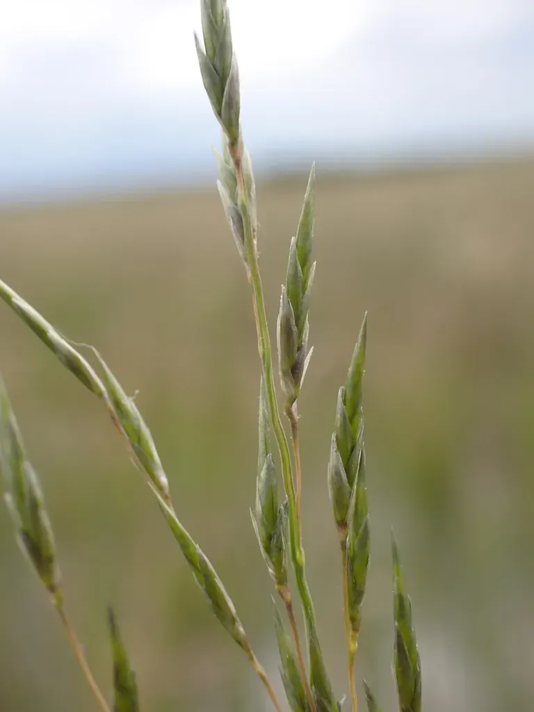 Eragrostis Infecunda