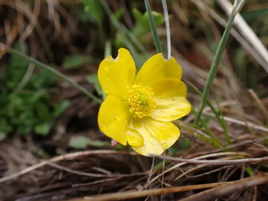 Ranunculus Victoriensis