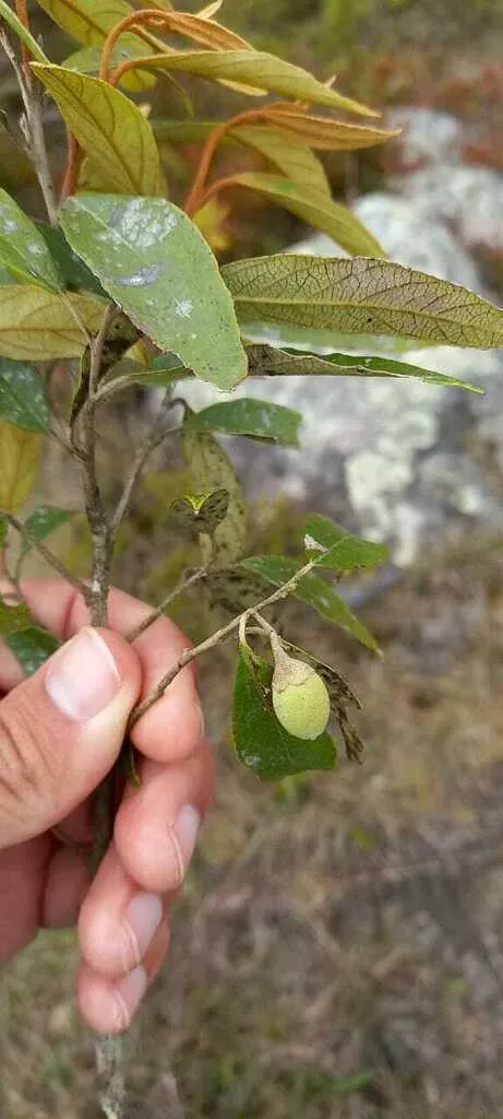 Styrax Acuminatus