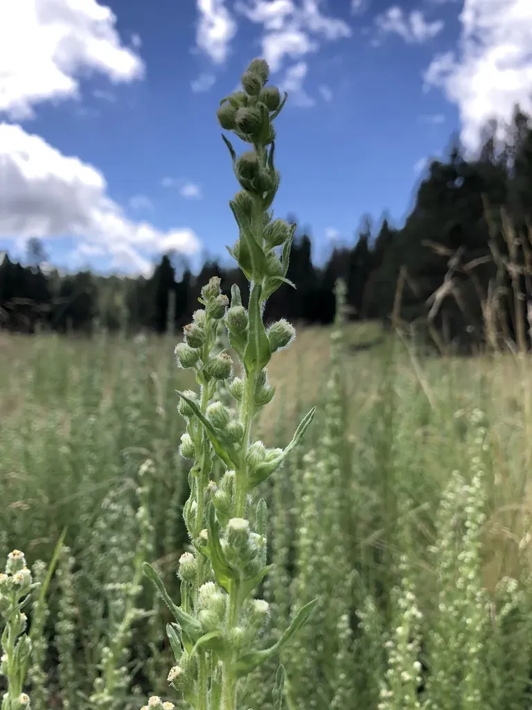 Pineland Horseweed
