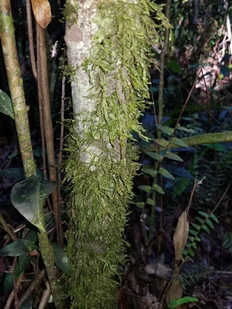 Neckeropsis Disticha