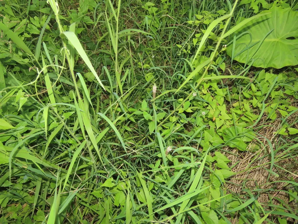 Pogostemon Auricularia