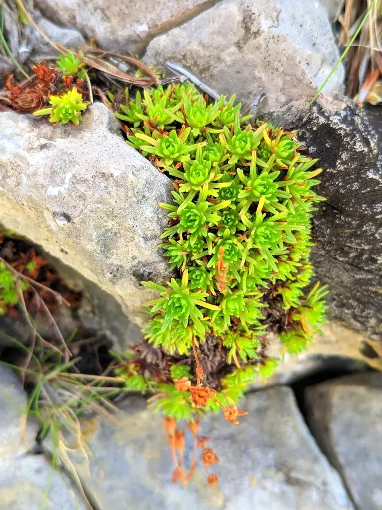 Saxifraga Hariotii