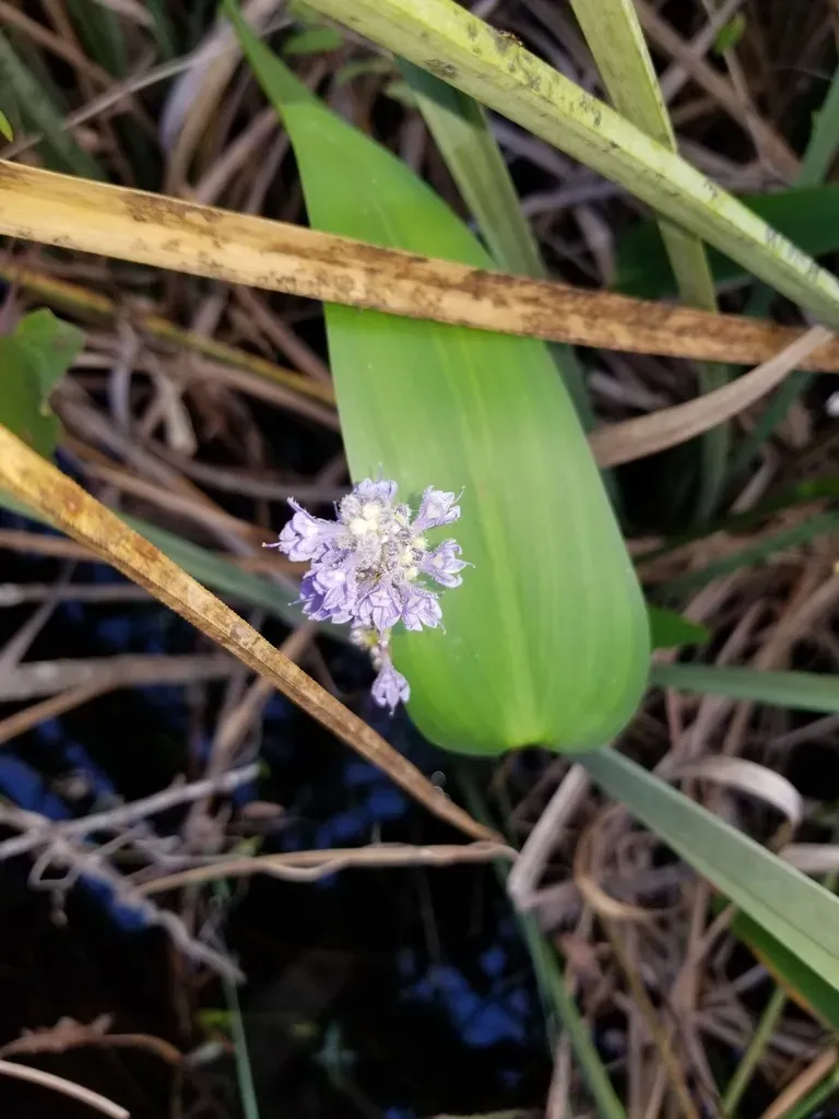 Pickerelweed