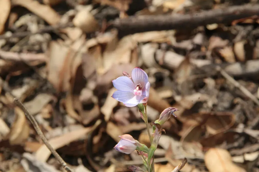 Thelymitra Latiloba