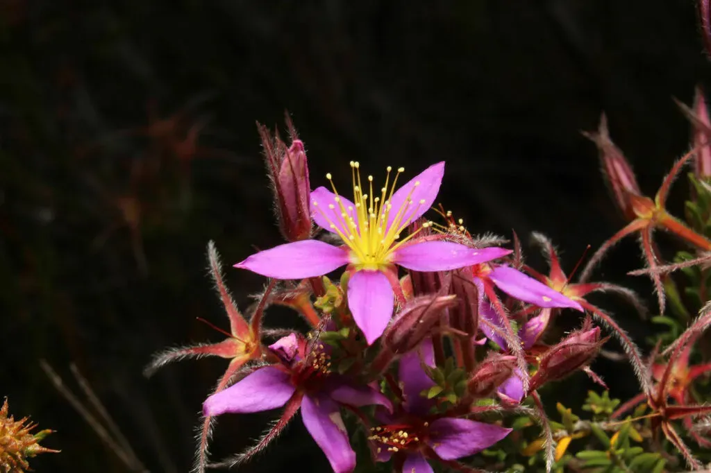 Calytrix Strigosa