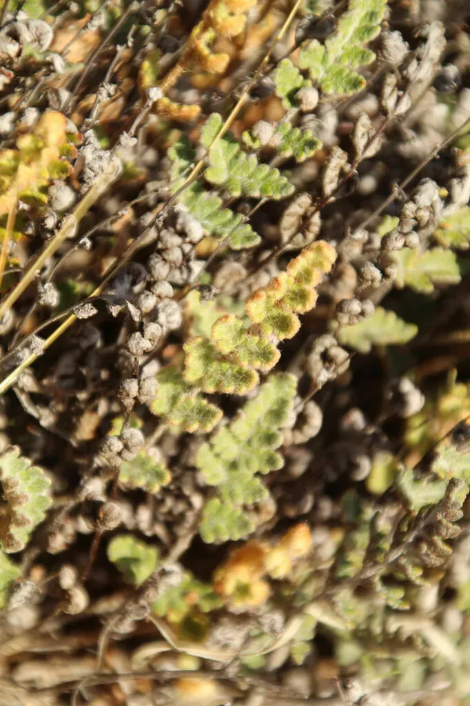 Woolly Cloak-fern