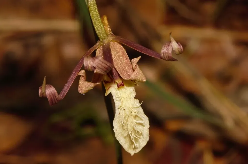 Eulophia Venulosa