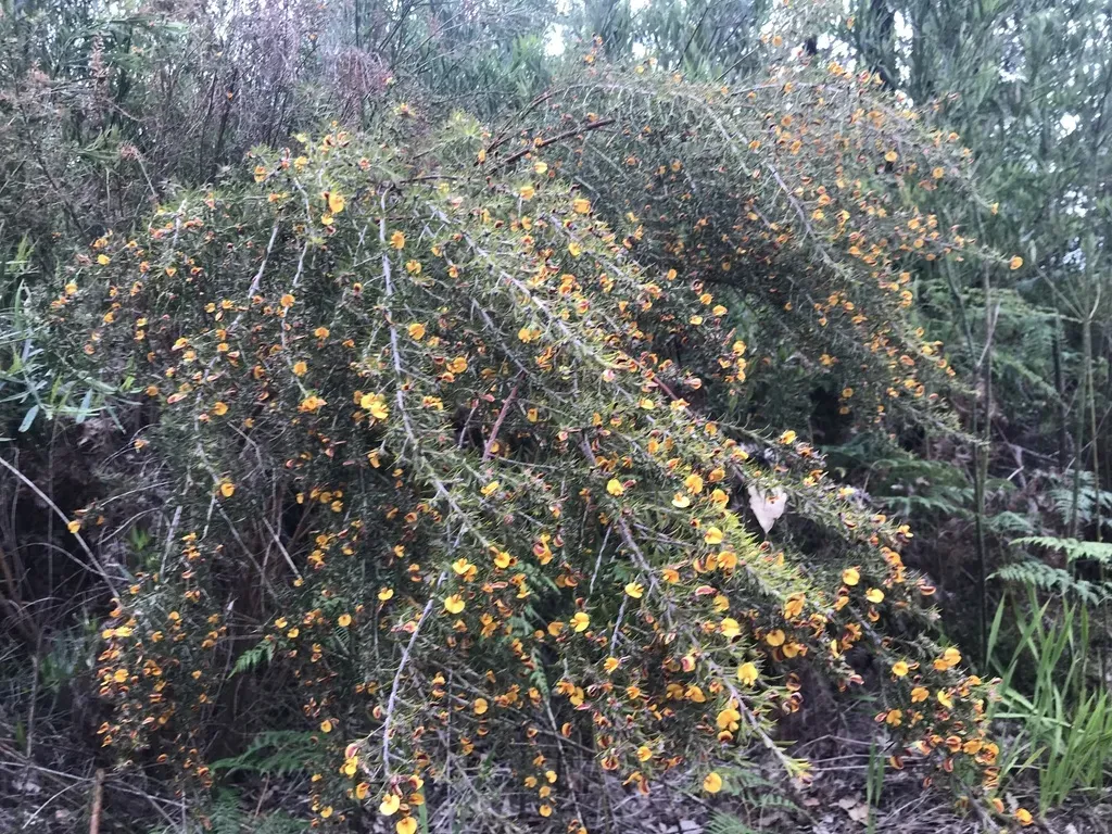Pultenaea Reticulata