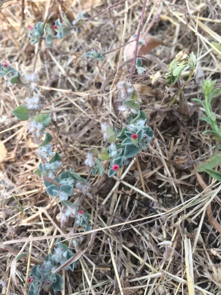 Indigofera Cordifolia