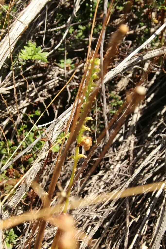 Microtis Graniticola