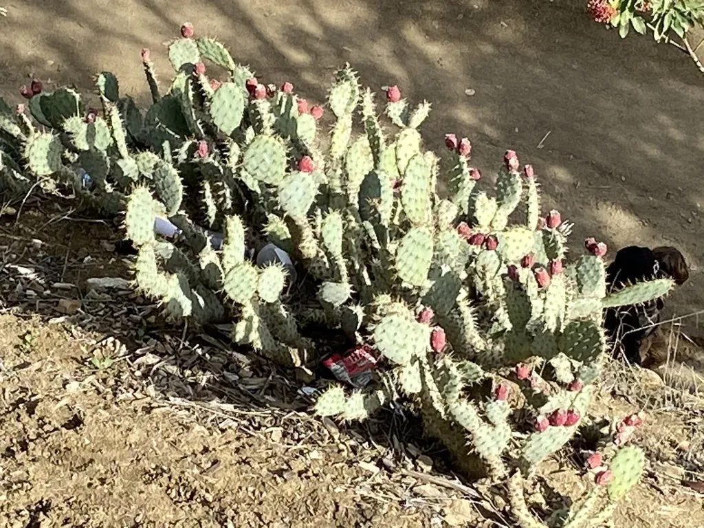 Coast Prickly Pear