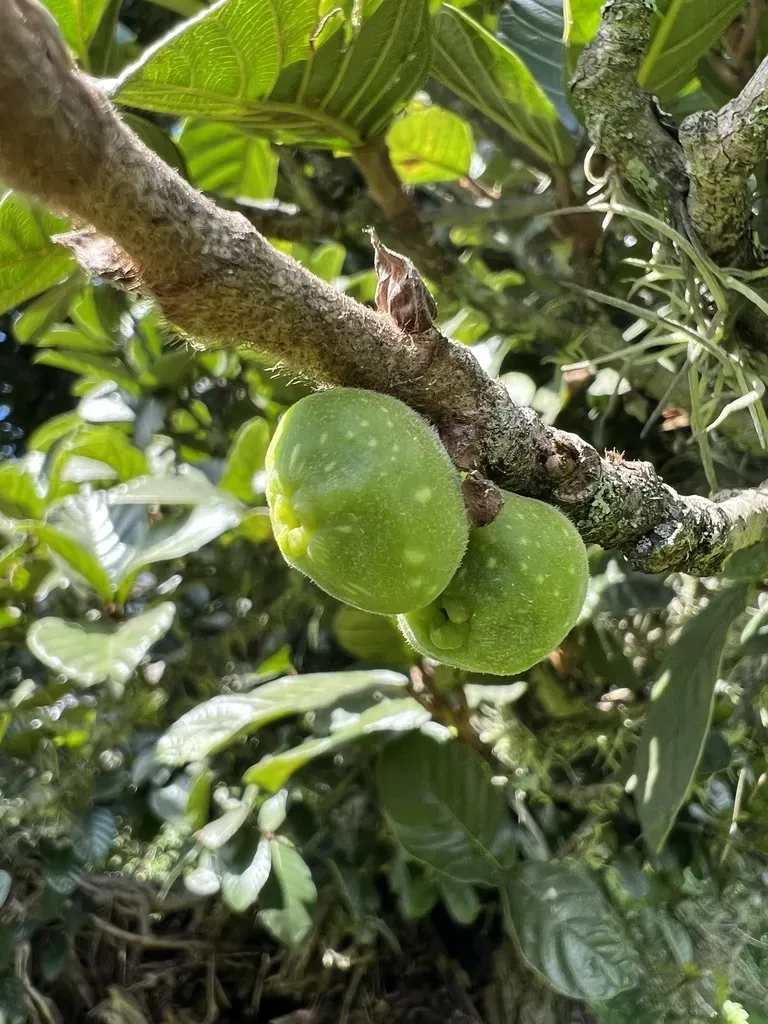 Ficus Velutina