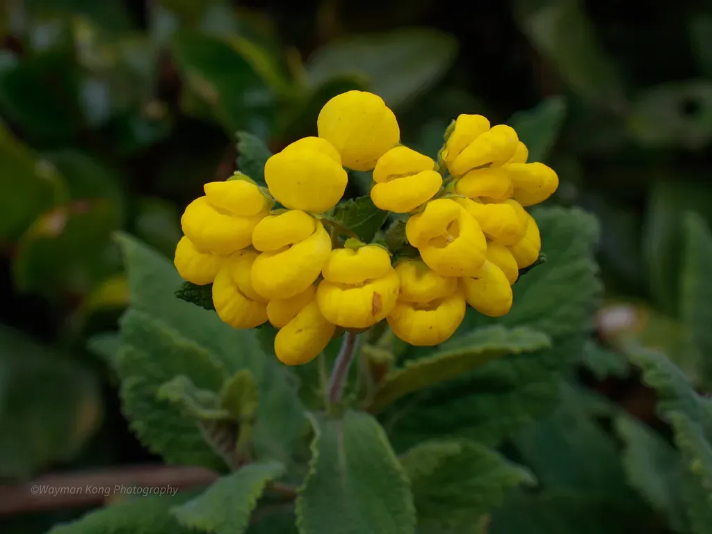 Calceolaria Viscosissima