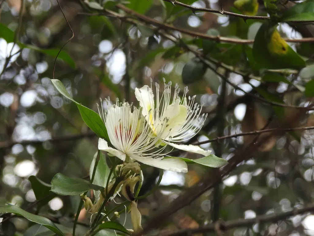 Capparis Brevispina