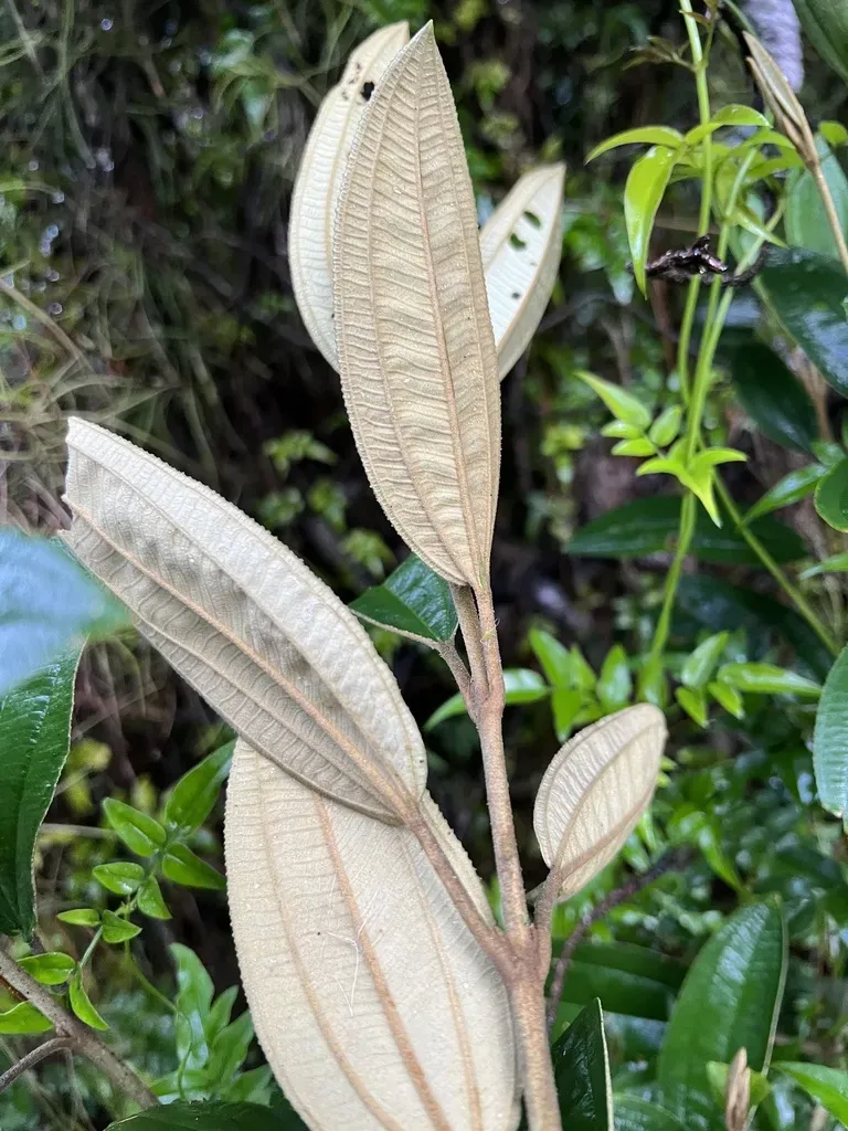 Miconia Versicolor