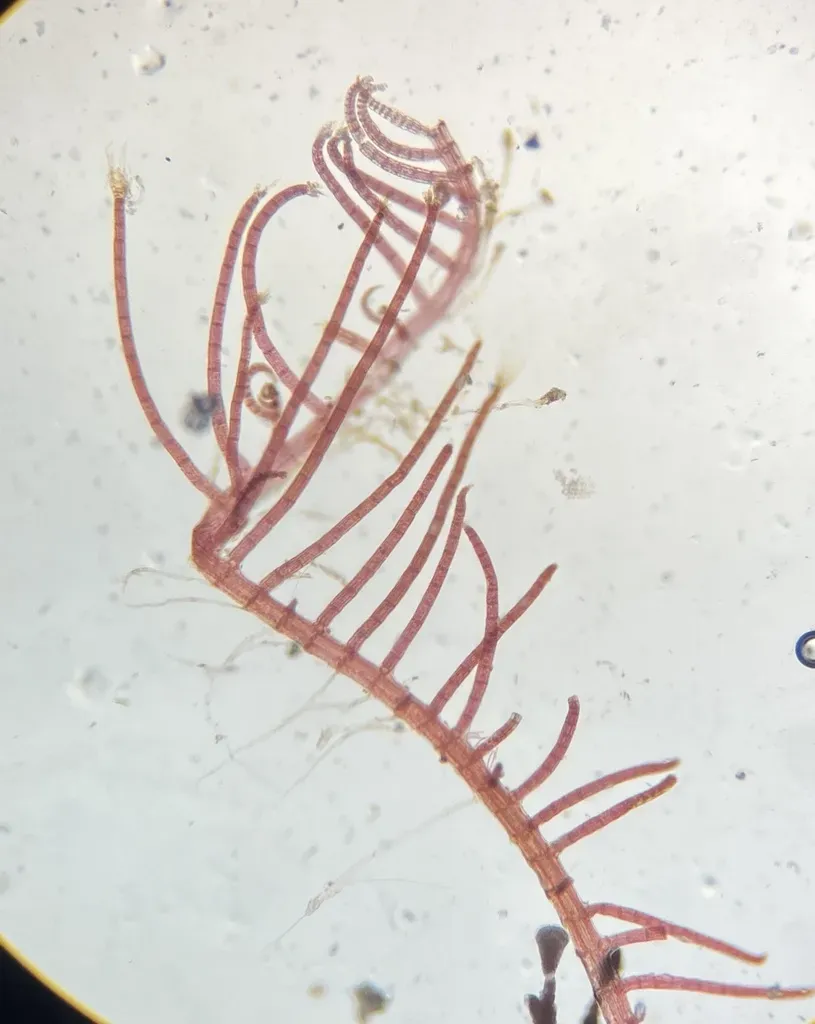 Herposiphonia Pecten-veneris