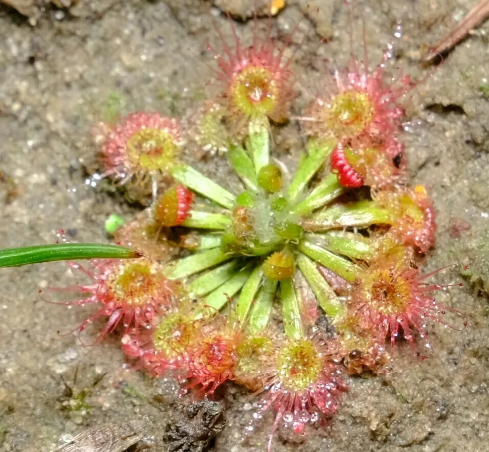Drosera Spilos