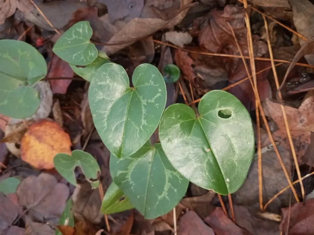 Sandhills Heartleaf