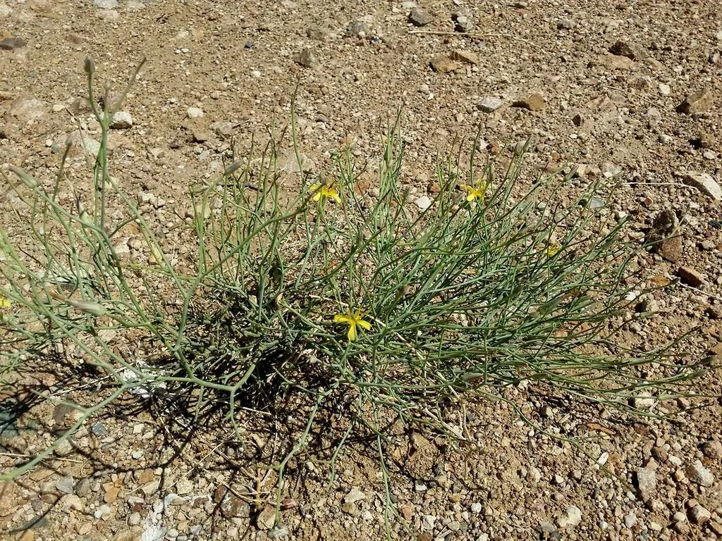 Lipschitzia Divaricata