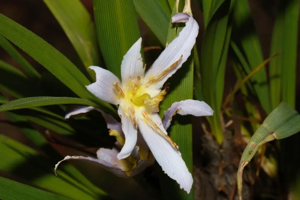 Xerophyta Suaveolens