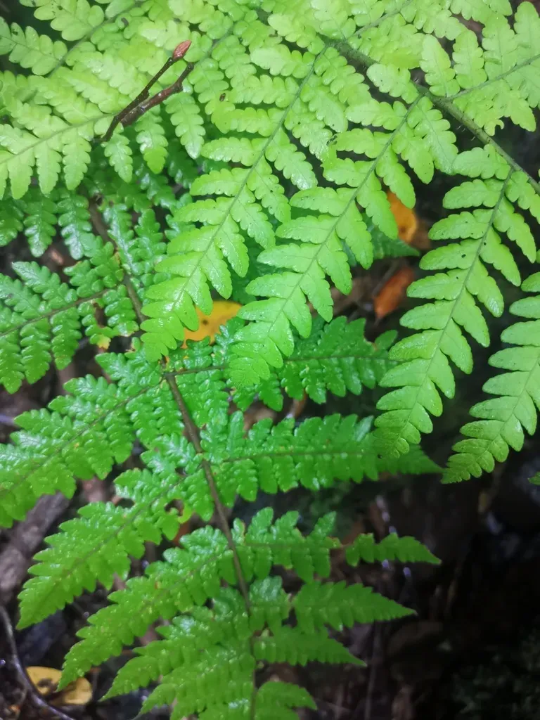 Megalastrum Spectabile