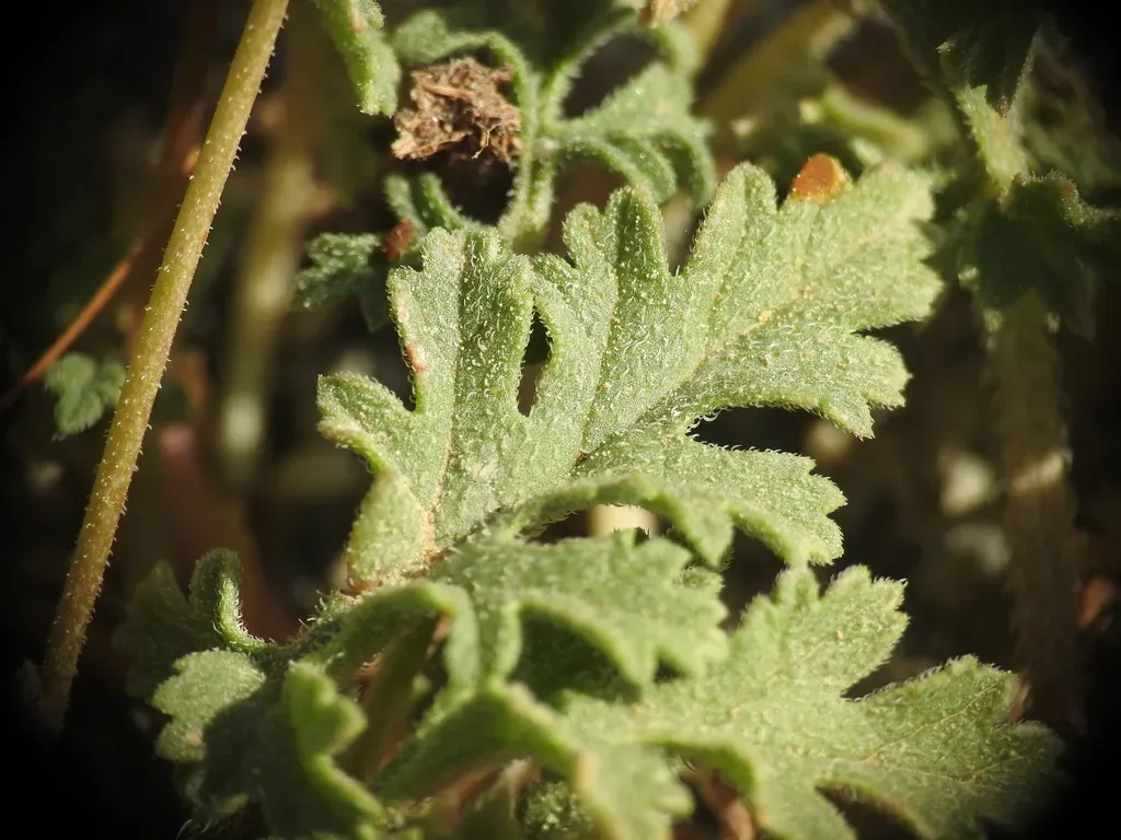 Cut-leaved Stork's-bill