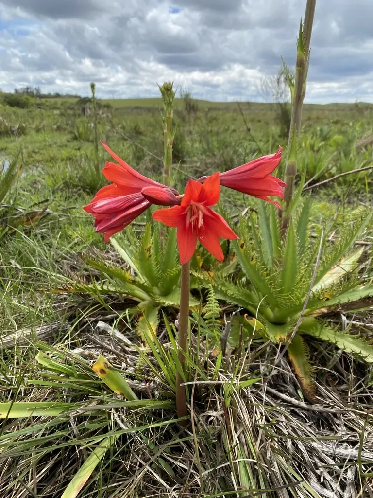Hippeastrum Santacatarina