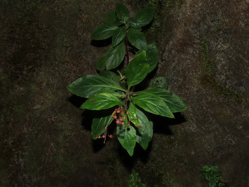Lysimachia Sertulata
