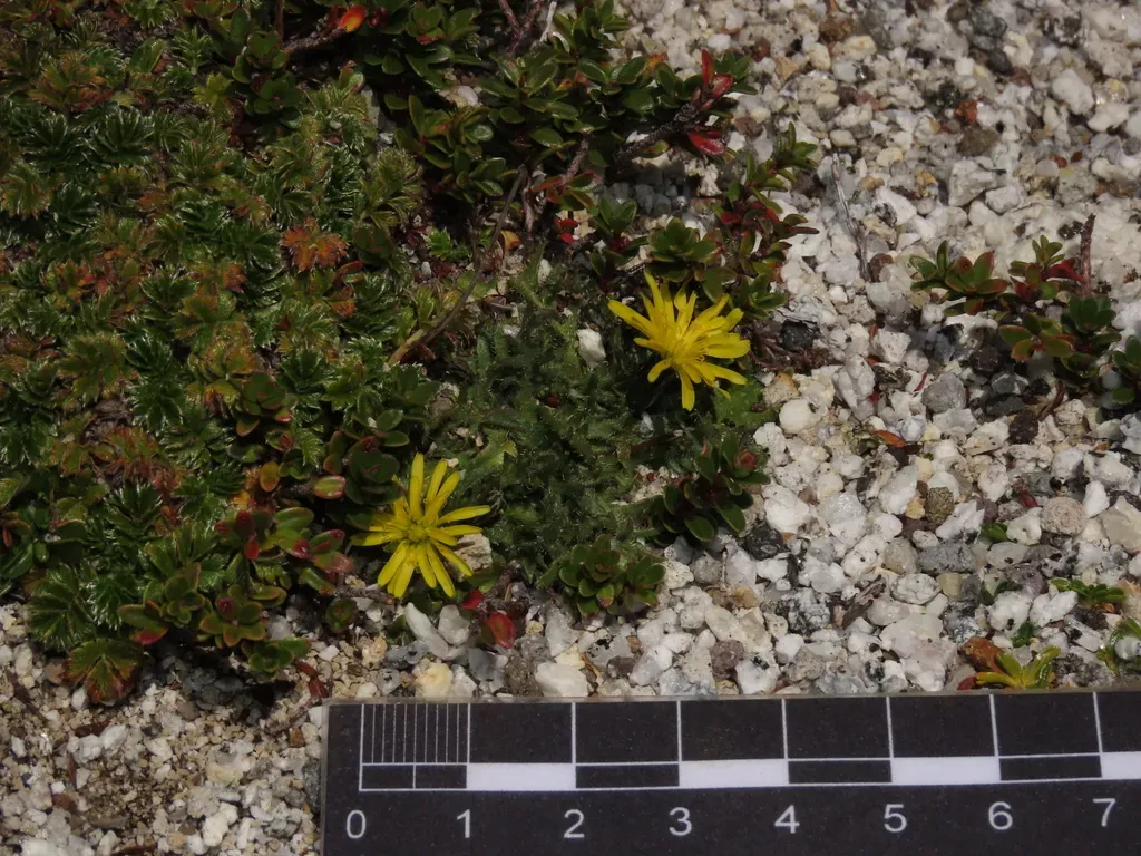 Hypochaeris Palustris