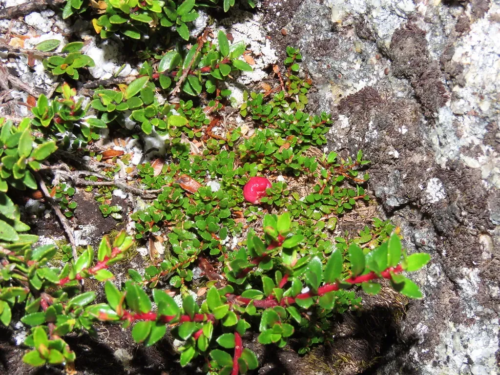 Antarctic Mountainberry
