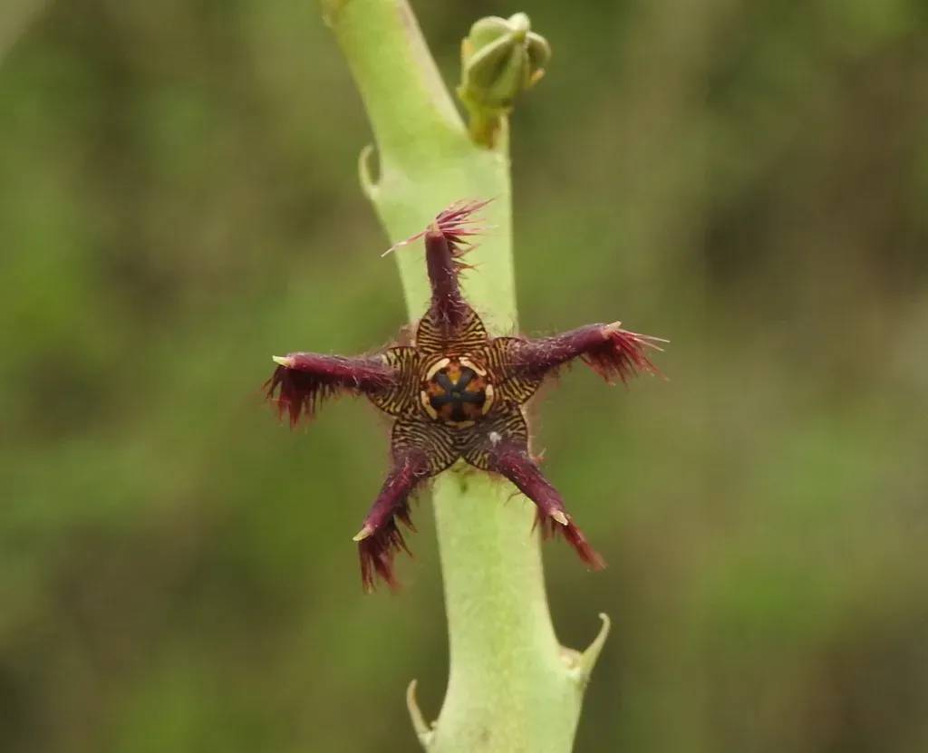 Caralluma Attenuata