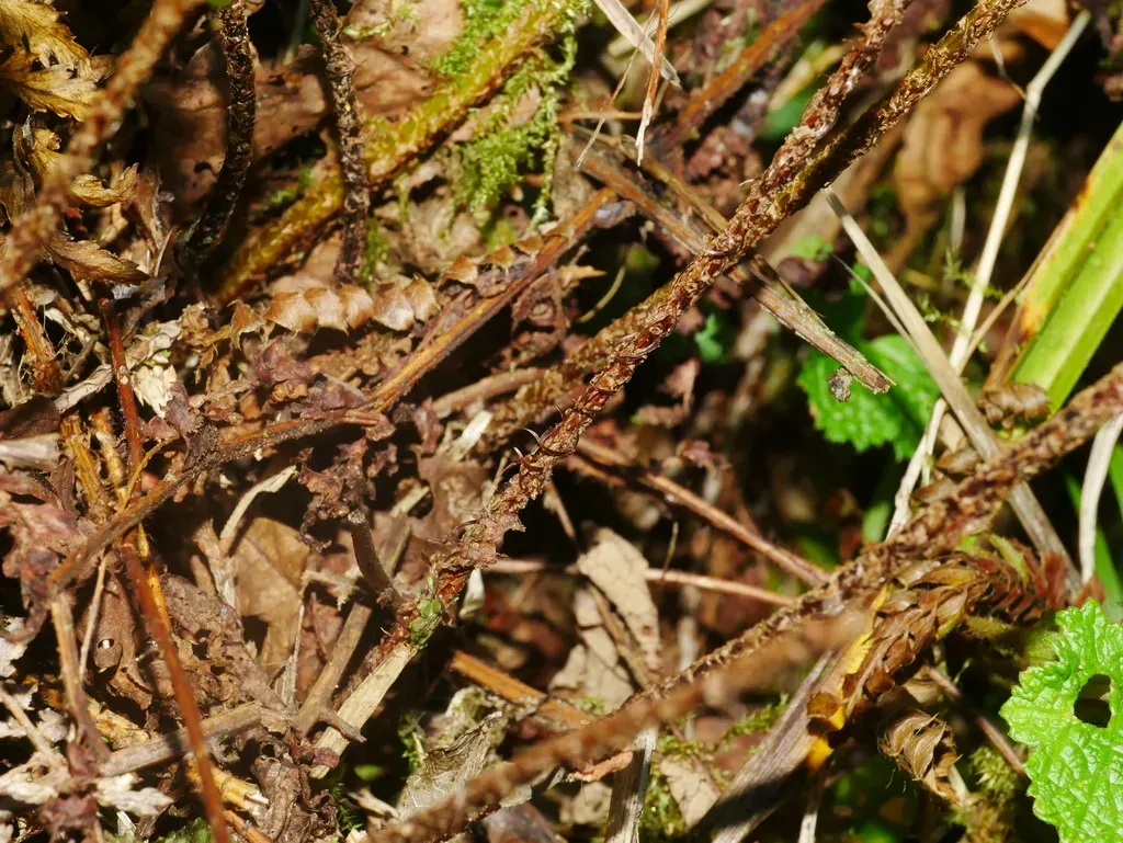 Dryopteris Kawakamii