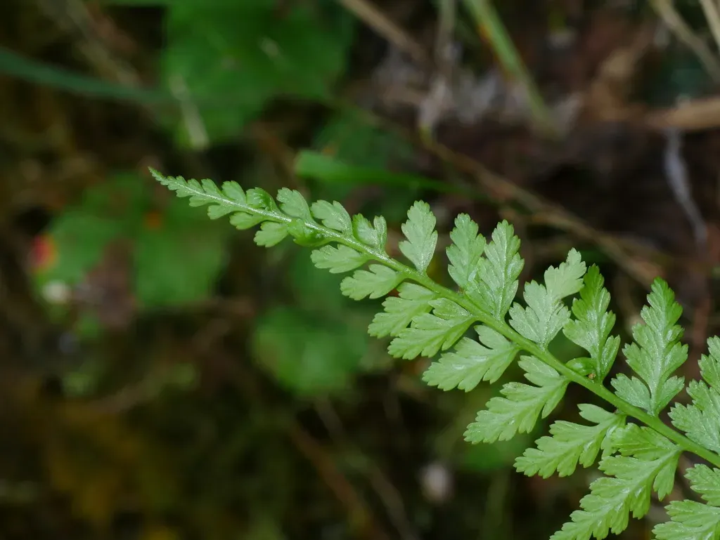 Athyrium Strigillosum