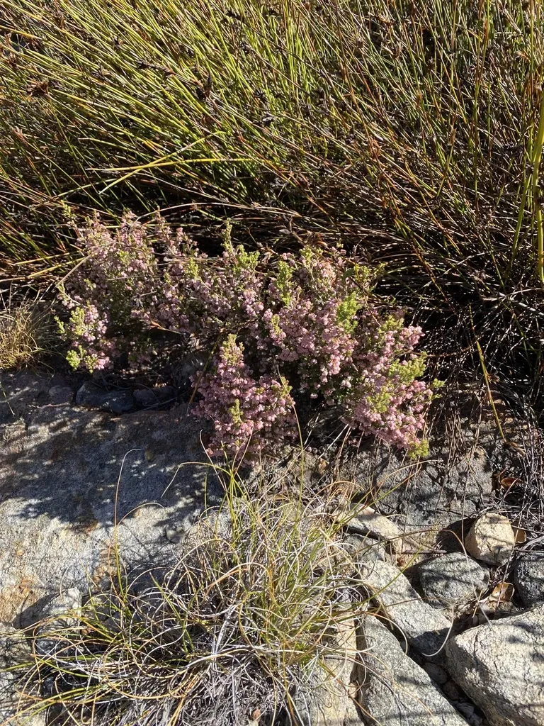 Crested Heath