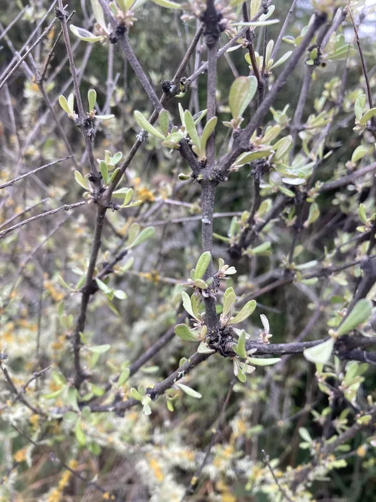 Canterbury Plains Tree Daisy
