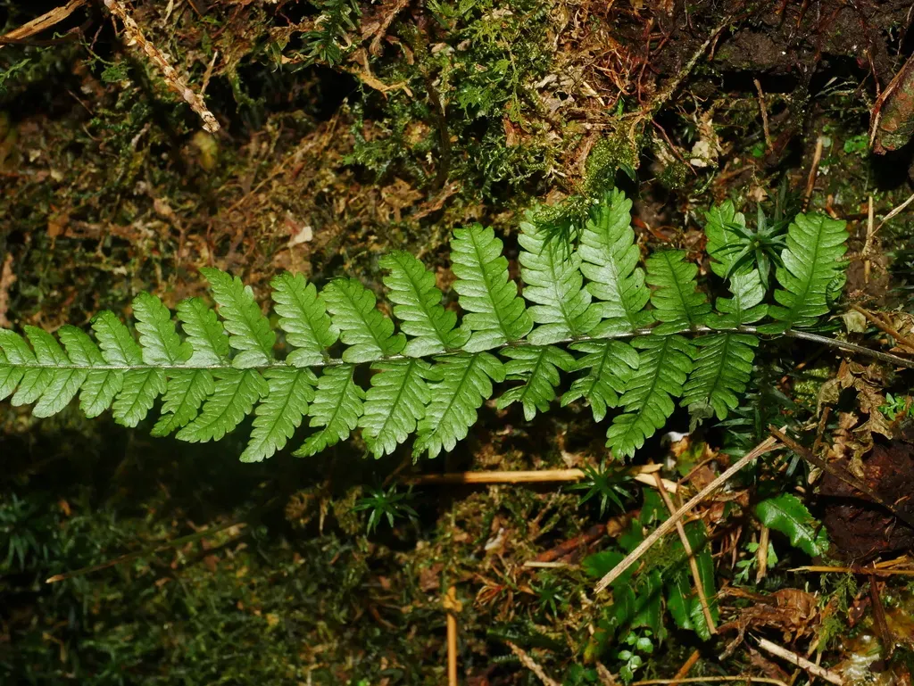 Metathelypteris Gracilescens