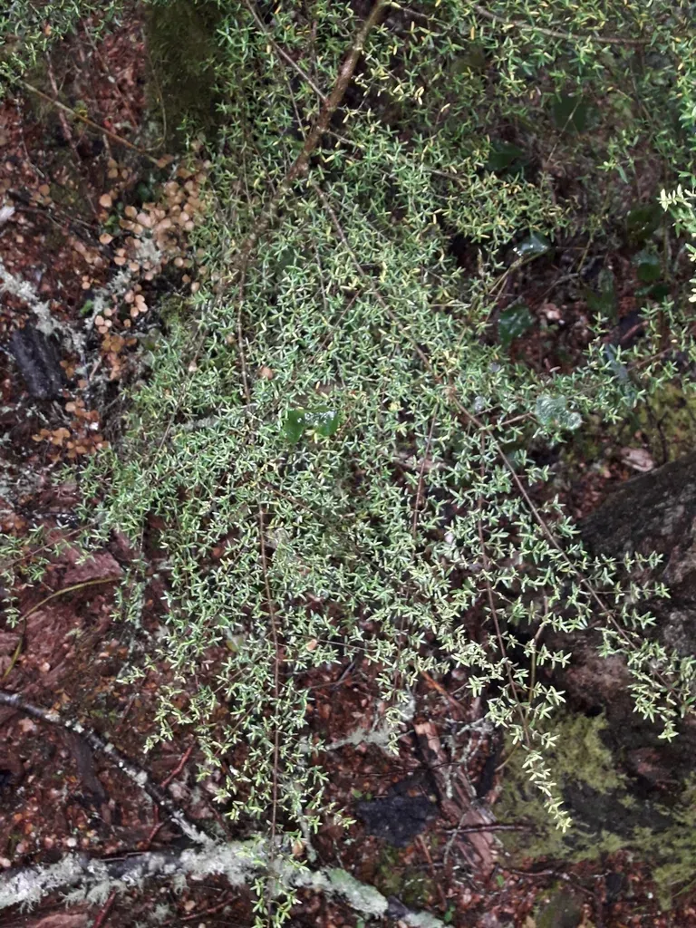 Coprosma Microcarpa