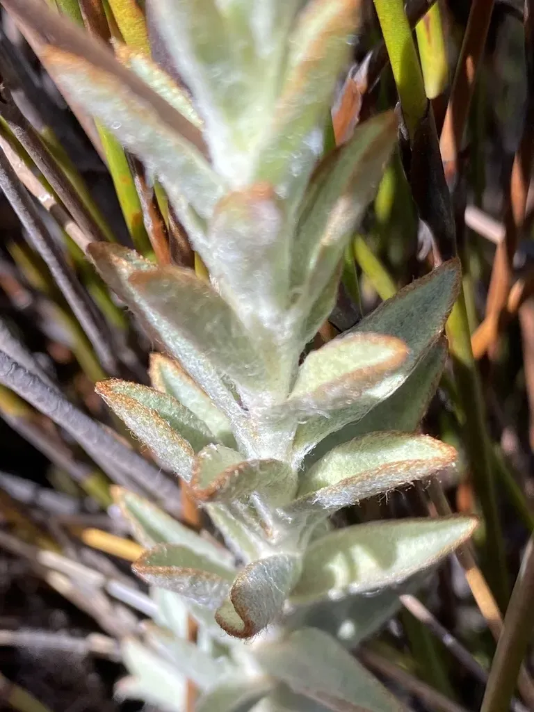 Chockchip Sewejaartjie