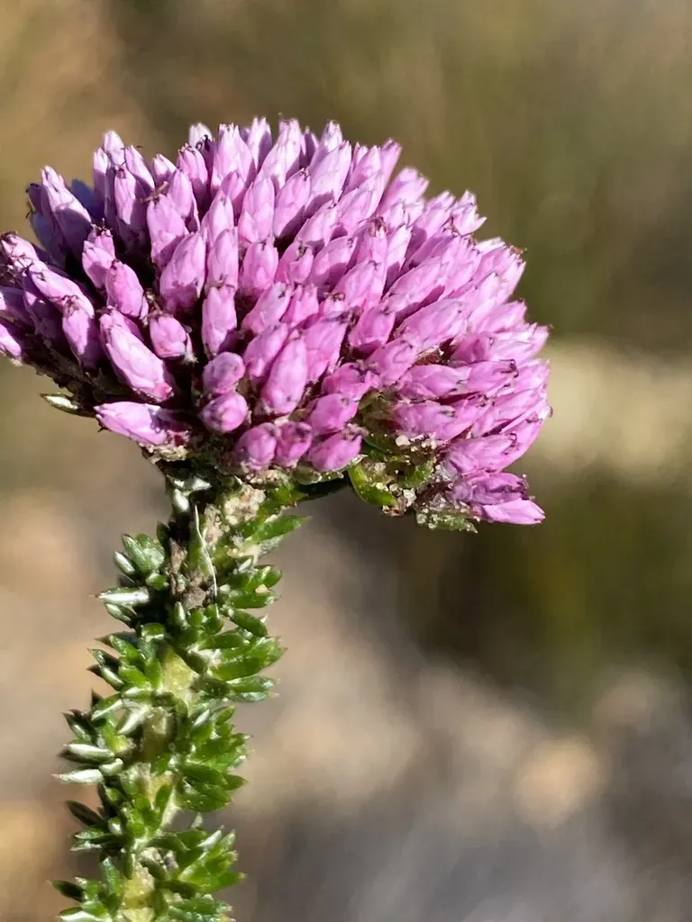 Metalasia Phillipsii