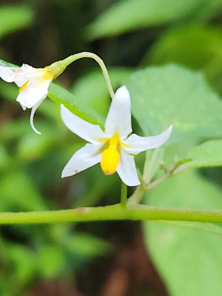 Solanum Macrotonum