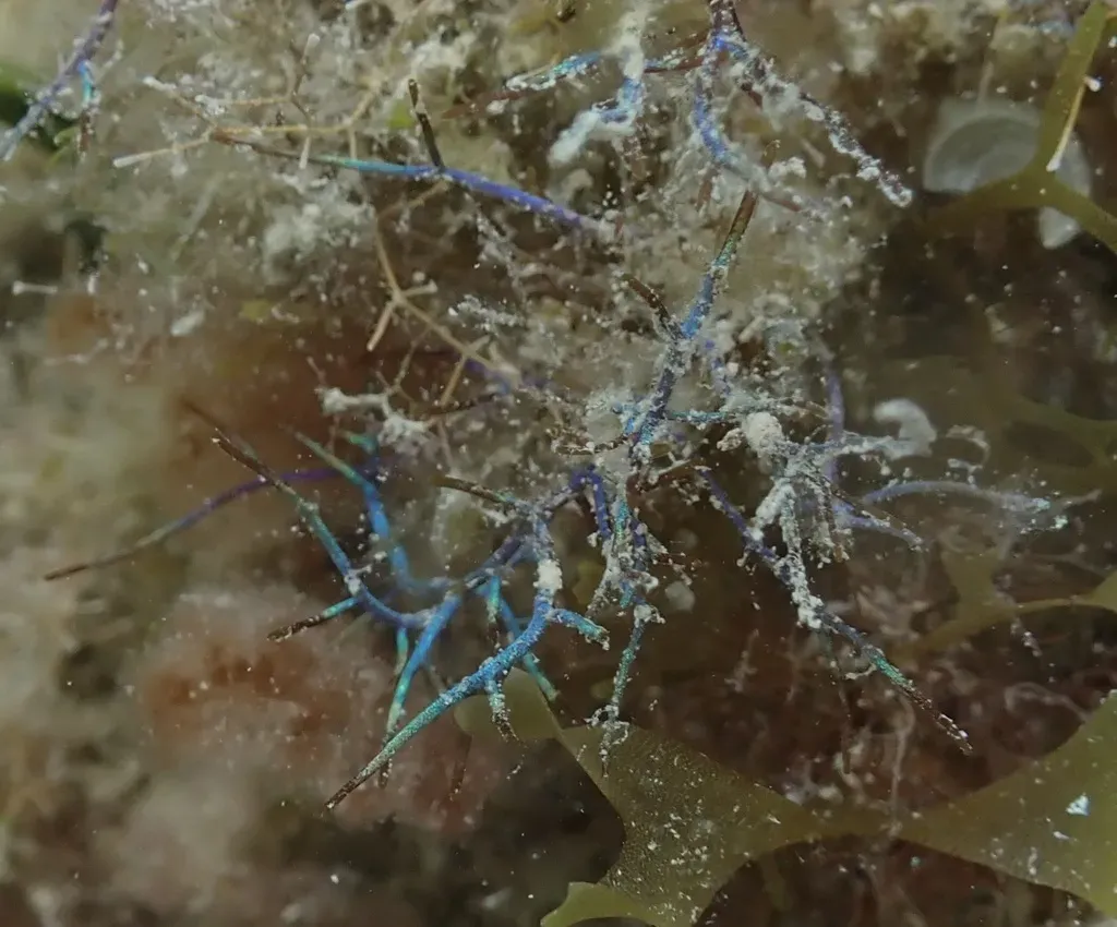 Coelothrix Irregularis