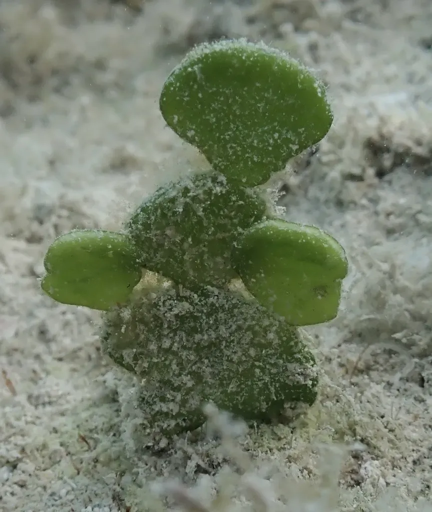 Calcareous Green Seaweed